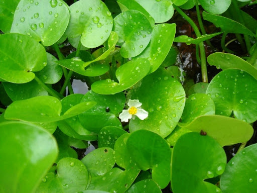 Cây Thủy miết. Hydrocharis dubia - Cây Thuốc Nam Quanh Ta